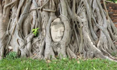Buddha head is embedded in the root of the tree