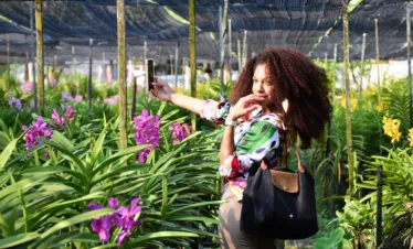 Orchid Farm